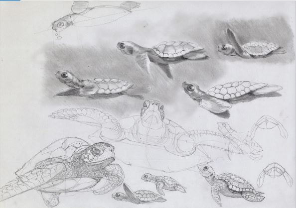 Sea Turtle Drawing by Greg DiNapoli - Fine Art America